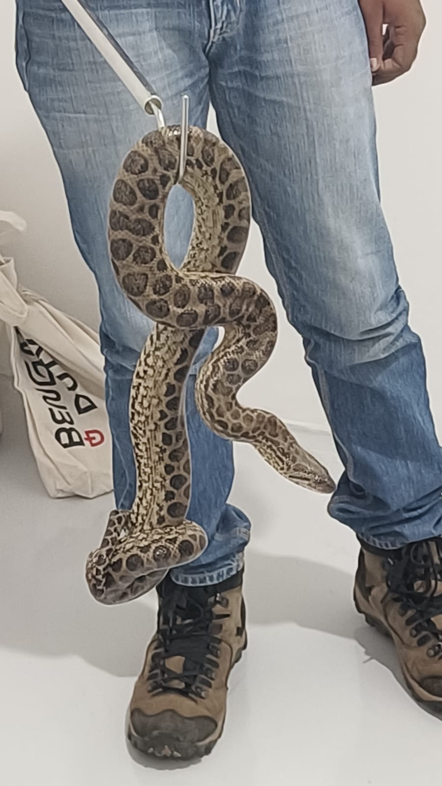 10 Anaconda Snakes Lekar Bangkok Se Aaya Passenger Arrested By