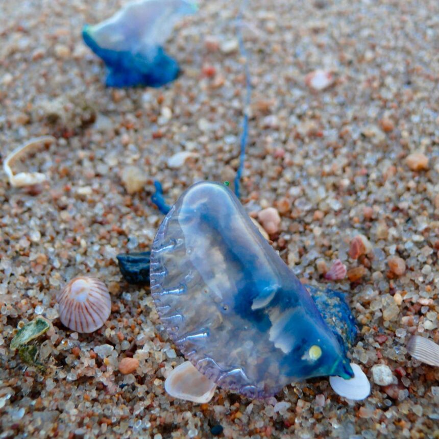 6 Injured Hue Blue Bottles Jelly Fish Se At Juhu Chawpaty Isme 3 Bacche Bhi Shamil hain