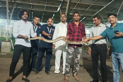 6ft Python Snake rescue kiya Hospital se Punarvasu Foundation NGO ne at Nerul Navi Mumbai