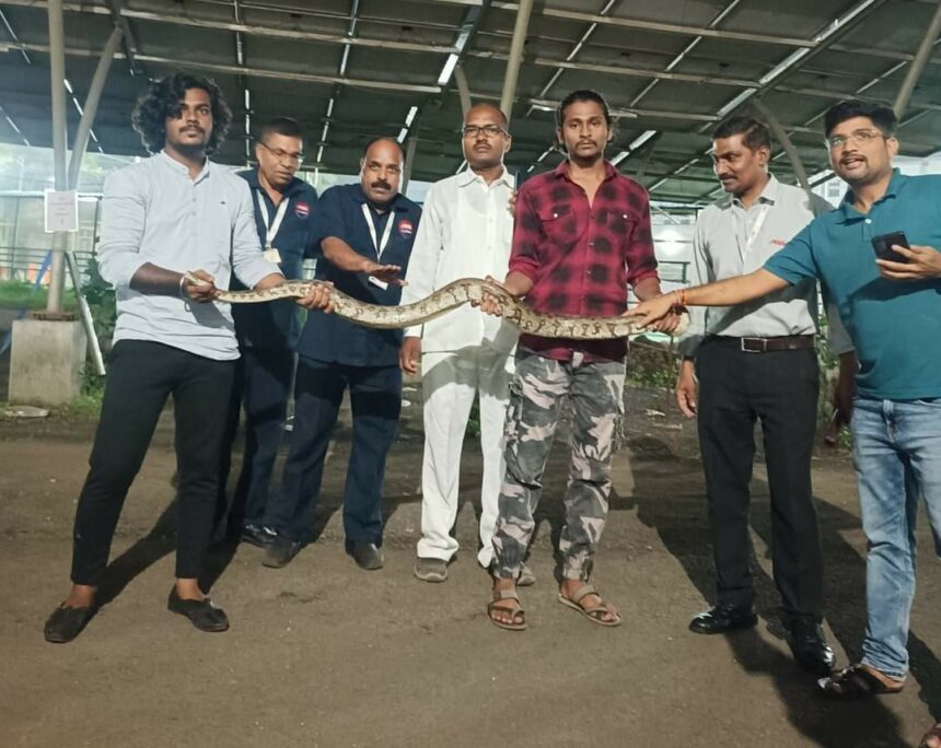 6ft Python Snake rescue kiya Hospital se Punarvasu Foundation NGO ne at Nerul Navi Mumbai