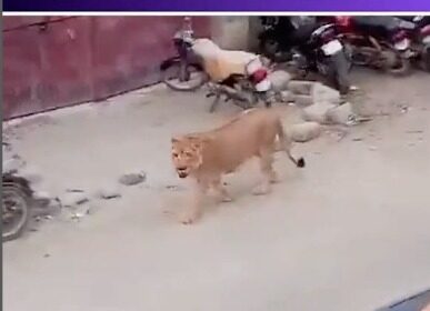 Lion Ghumta Dikhayi Diya Pakistan Ke Karachi City Me Lion Ke Sath Owner Ko Bhi Pakda Police Ne