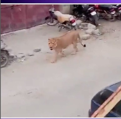 Lion Ghumta Dikhayi Diya Pakistan Ke Karachi City Me Lion Ke Sath Owner Ko Bhi Pakda Police Ne