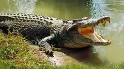 River Me Na Rahi Mahila Ko Crocodile Kha Gaya Odisha Se Video Hua Viral