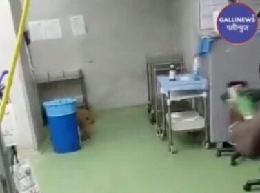 Monkey Ghusa Operation Theatre Me At Dehli RML Hospital Monkey Ka Video Viral Hua