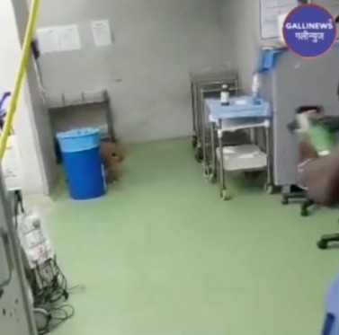 Monkey Ghusa Operation Theatre Me At Dehli RML Hospital Monkey Ka Video Viral Hua