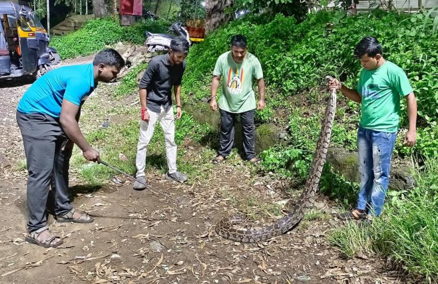 Python Snake 10ft Long rescue kiya Navi Mumbai CBD Belapur se Punarvasu Foundation ne