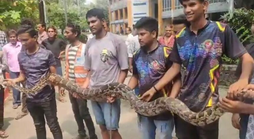 15ft Python Sanke Navi Mumbai ke Juinagar Local Railway Station Premises se rescue kiya gaya