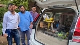 9 Pahadi Parrots Apne Ghar Me Rakhne Wale Shaks Ko Arrest Kar Parrots Ko Rescue Kiya Thane Forest Department Ne