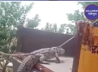 Crocodile Lekar Pohancha Electrici