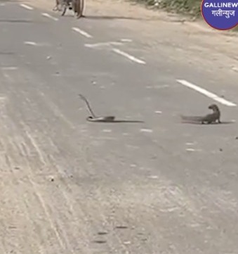 Nevle Aur Saamp Ki Ladai Ka Video Viral Ho