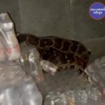 Python Snake Nikla Restaurant Se At Borivali 7ft Lambe Azgar Sanp Ko Safely Rescue Kiya Gaya