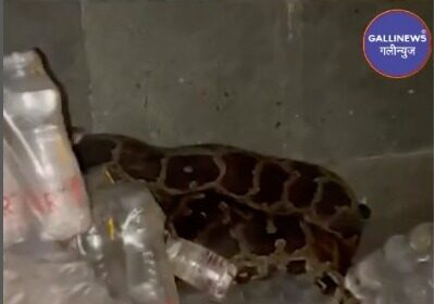 Python Snake Nikla Restaurant Se At Borivali 7ft Lambe Azgar Sanp Ko Safely Rescue Kiya Gaya