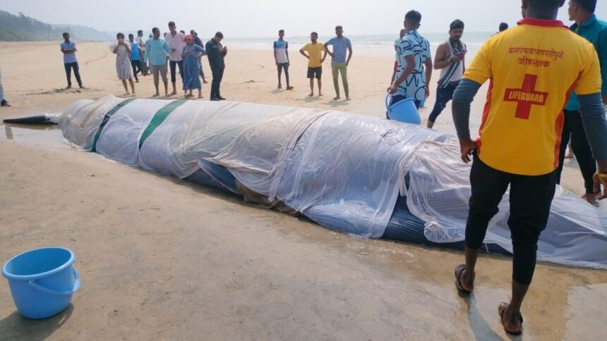 Zinda Blue Whale Ratnagiri ke samundra kinare aakar phansi Rescue operation jaari