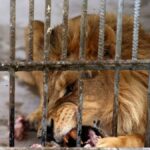 lion inside cage1708011875584