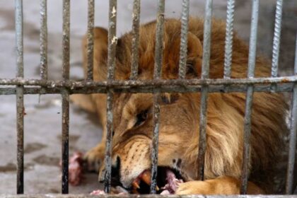 lion inside cage1708011875584