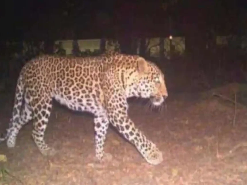forest department laid a trap to catch the leopard who snatched the baby from grandma lap in bahraic 1605947534
