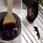 video of dead mouse in hershey chocolate syrup delivered by zepto viral 111106211