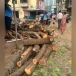 mumbai tree deaths 021434560 16x9 0