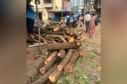 mumbai tree deaths 021434560 16x9 0