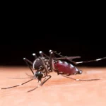 Dengue