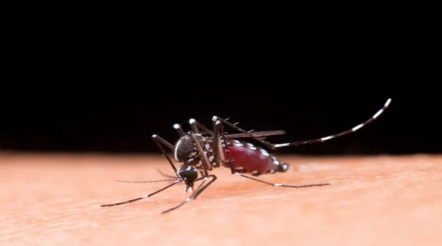 Dengue