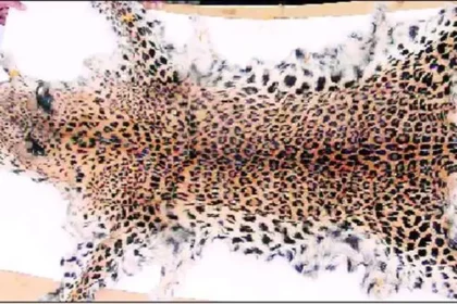 leopard skin