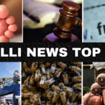 Gallinews Headlines