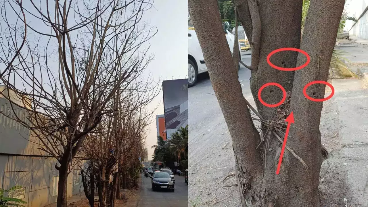 40 Se Zyada Jhaad (Tree) Ko Poison Dekar Qatal Kiya Gaya At Eastern Express Highway Ghatkopar East, FIR Darj