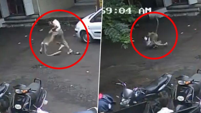 Monkey Attack – Bachchon Par Monkey Ne Hamla Kiya, 1 School Student Ghayal, Haadsa CCTV Me Hua Qaid At Kolhapur