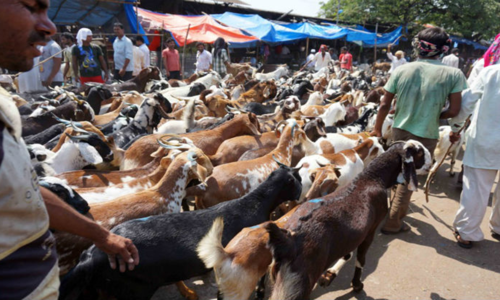 Bakri Eid – Mumbai me Qurbani Ke Liye Online Permission Lena Hoga, 5 June se khulega Deonar Bazar