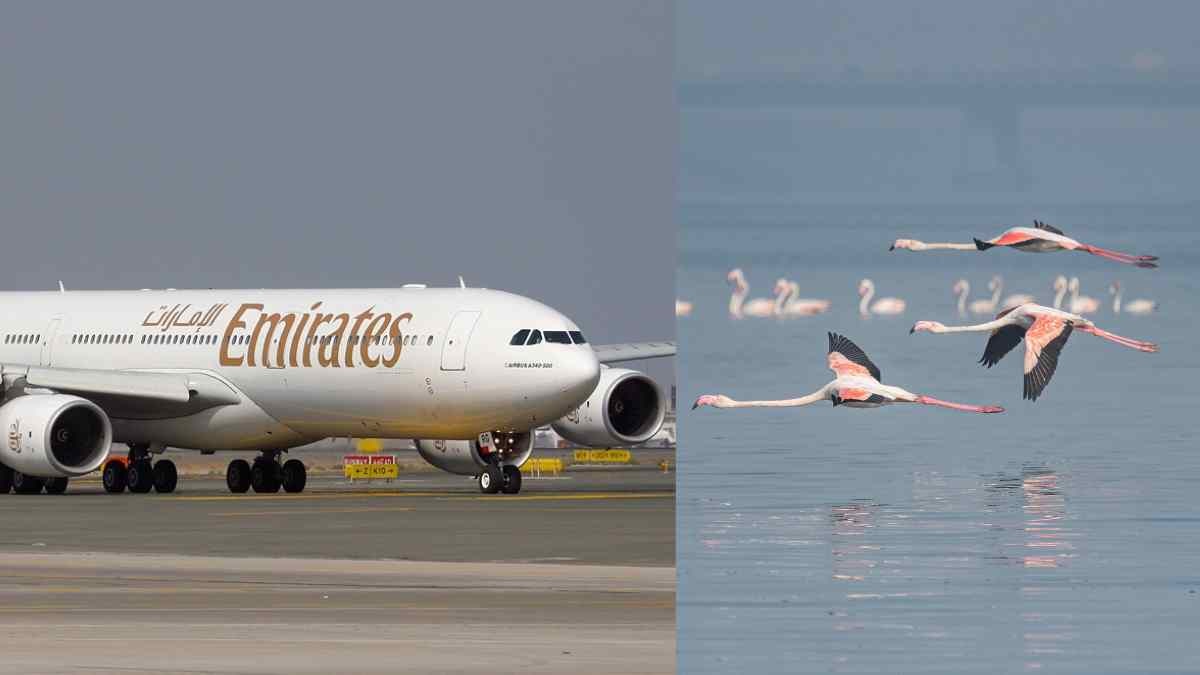 Aeroplane Se Takra Kar 30 Se Zyada Flamingos Ki Jaan Gayi At Ghatkopar, Mumbai Airport Par Landing Ke Waqt Hua Haadsa