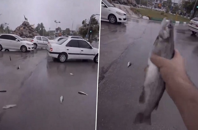 Fish Rain In Iran, Machli Ki Baarish Hote Social Media Par Video Hua Viral, Log Machli Pakdate Nazar Aaye