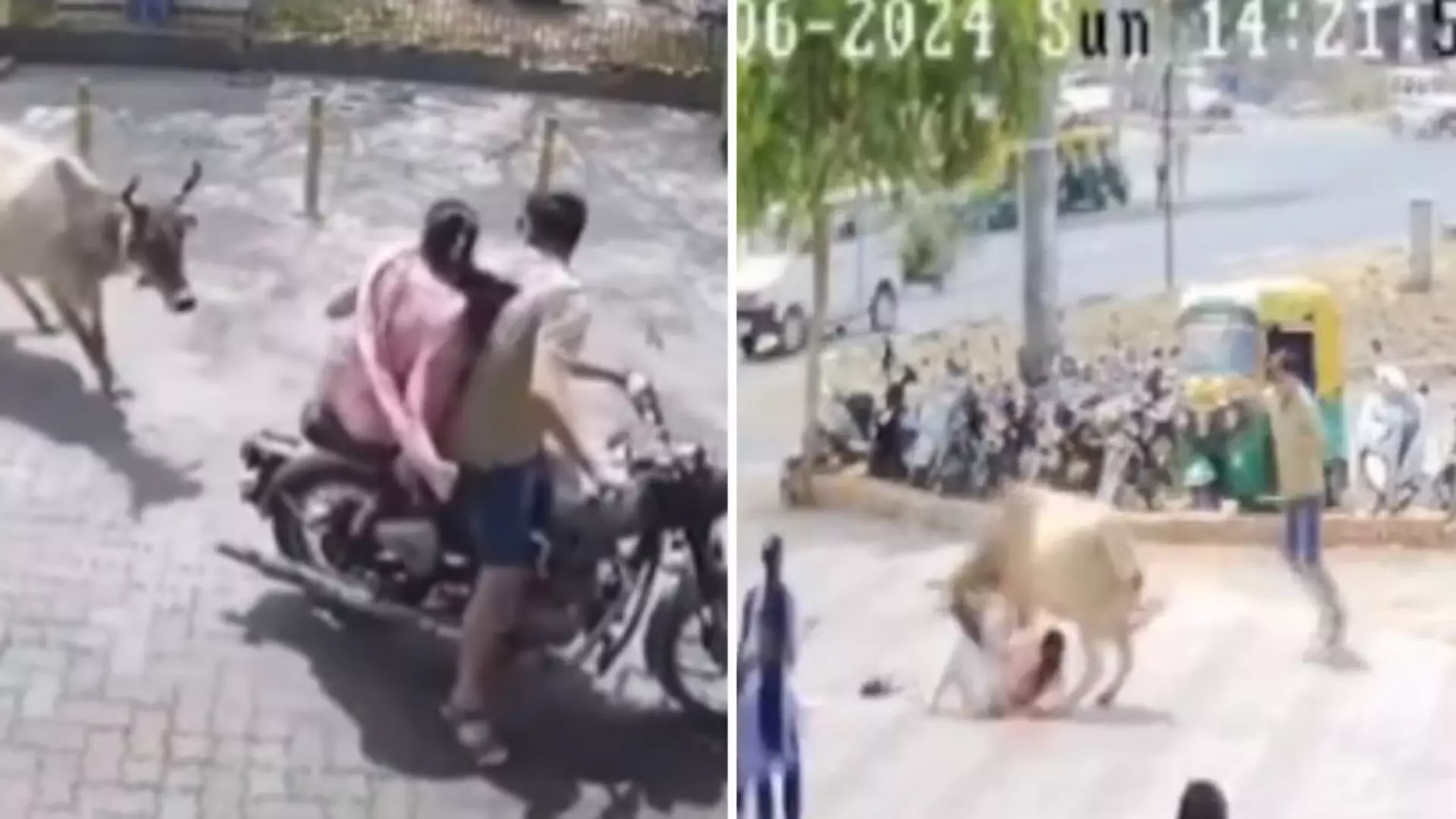 Cow Padi Mahila Ke Peeche, Zordar Takkar Maarke Ghayal Kiya, Help Ke Liye Husband Pukarta Raha Logon Ko At Gujrat Modasa, Video Viral