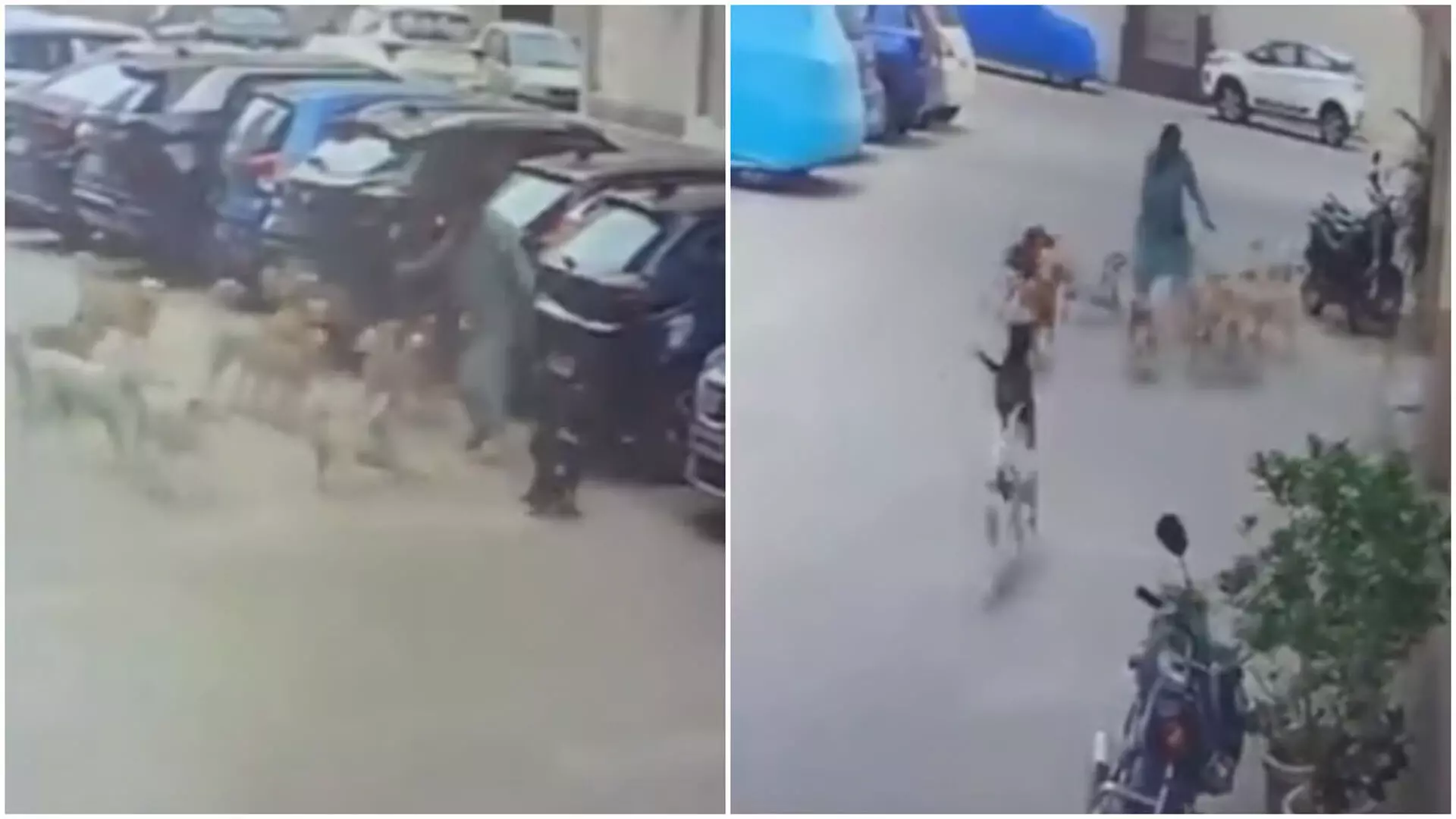 15 Awara Kutton Ne Mahila Ko Ghera, Chappal Dikha Kar Apni Jaan Bachayi Mahila Ne At Hyderabad