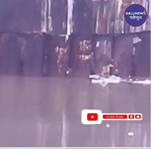 Dog Gira Mithi Nadi Me, At Bandra East, BKC, MTNL Ke Pass, WAPRA NGO Pohanchi Dog Ko Rescue Karne