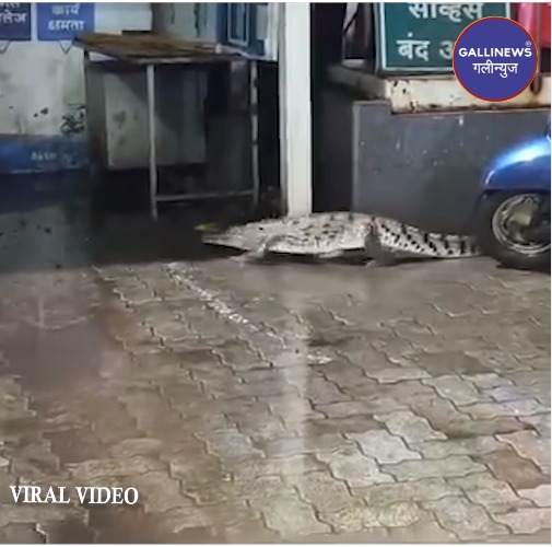 Crocodile Kyon Pohancha Petrol Pump Par? At Chiplun, Video Hua Viral