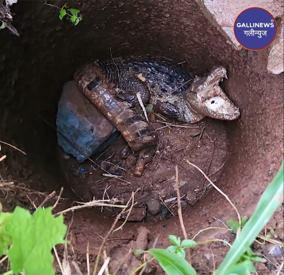 Crocodile Ko Rescue Kiya Gaya – Ek Khadde Me Gira Hua Tha At Saki Vihar Road, Powai