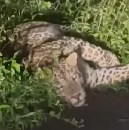 Leopard Spotted at Aarey Milk Colony Goregaon East