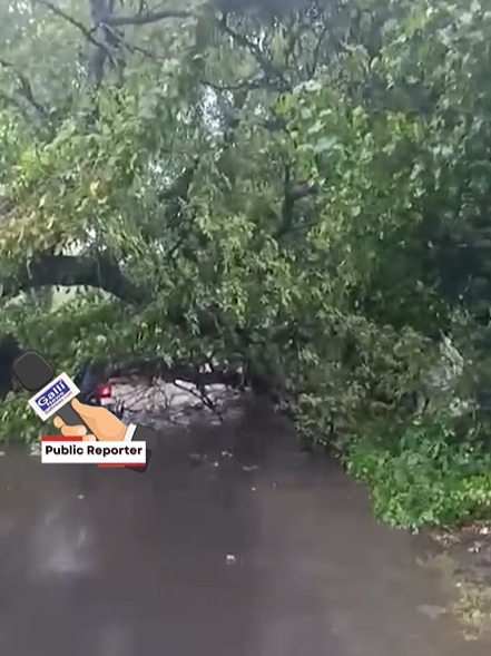 Tree Fall at Masterwadi at Aksa Road Malad West, Alert Viewer Imtiyaz Khan