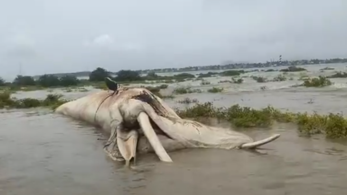 30 Ft Lambi Dead Whale Fish Dikhayi Di Samundra Kinare At Virar