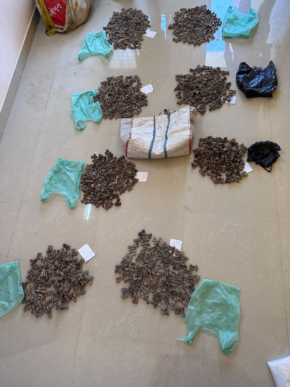 Monitor Lizard Hemipenes Aur Soft Corals Bhari Matra Me Nashik Se Seize Kiya DRI Mumbai Ne 1 Arrested
