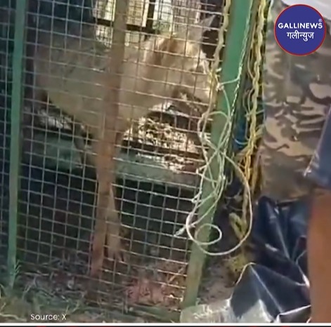 4 Adamkhor Bhediye pakde gaya, 8 insan ki Jaan le chuke hain, Uttar Pardesh ke Bahraich ka mamla