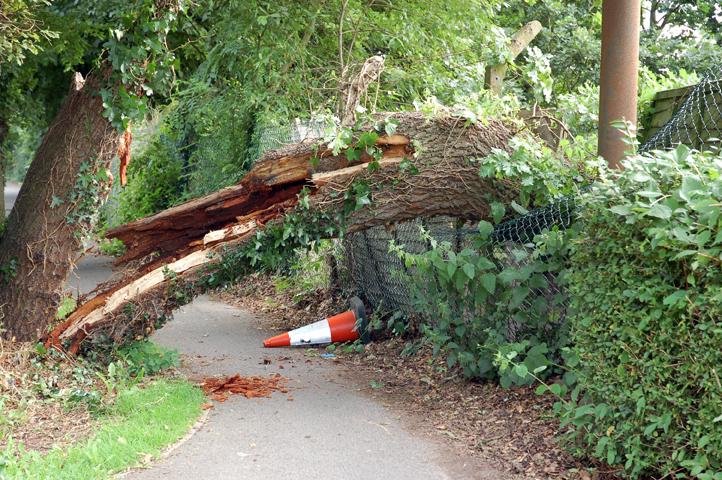 Tree Fall 40, Wall Collapse 10, Short Circuit Ke 12 Cases Saamne Aaye 8 July Ko Hui Baarish Ke Dauran, 1 Mahila Ki Death Hui