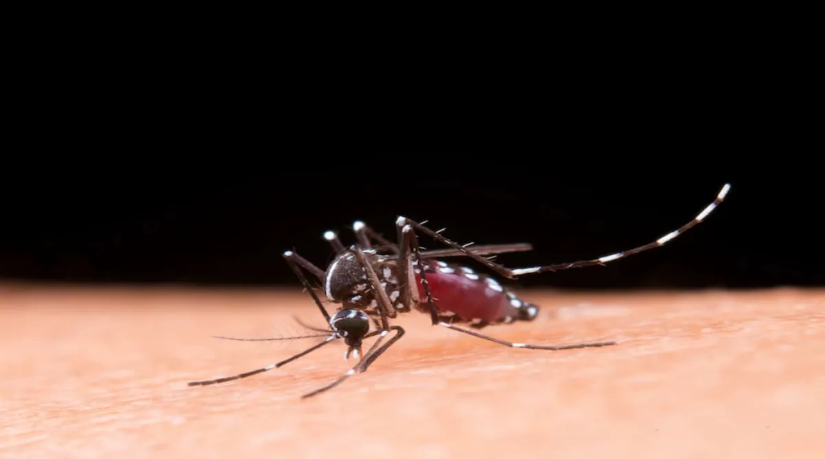 Mumbaikar Sawdhan Malaria Ke 797, Dengue Ke 535 Cases Saamne Aaye July Month Me, Monsoon Related Beemari Se Bacho