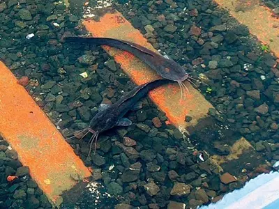 Railway Track Par Bhare Paani Me Catfish Tairte Dikhi, Mumbai Me Hui Heavy Rainfall Ke Baad Video Viral Hua