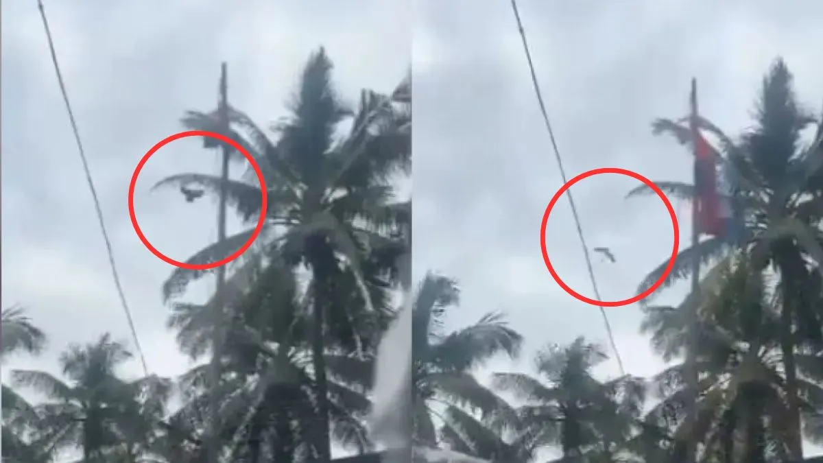 Bird Ne Tiranga Lehraya, Video Viral Hua, Kerala Ka Bataya Jaa Raha Hai