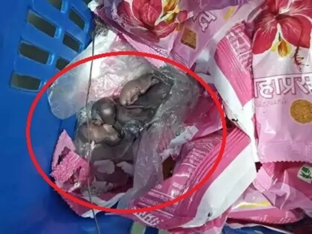 Mumbai Siddhivinayak Mandir Ke Prasad Me Chuhe Dikhayi Diye, Viral Video Ki Jaanch Ki Jayegi Kaha Mandir Ke Trustee Ne