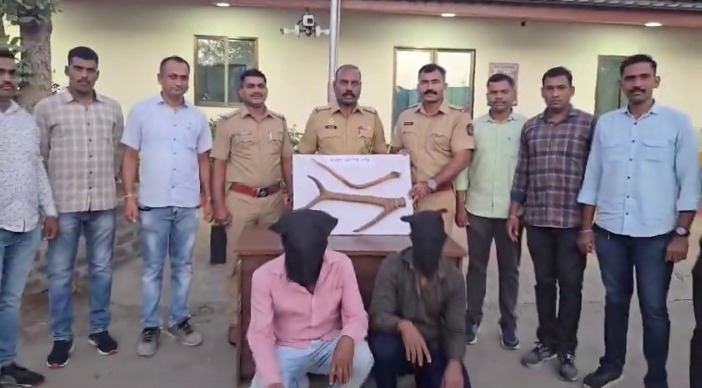 Sambar Deer Ke Horns (Sing) Sale Karne Aaye 2 Logon Ko Arrest Kiya Nalasopara Se MBVV Ke Pelhar Police Crime Detection Team Ne