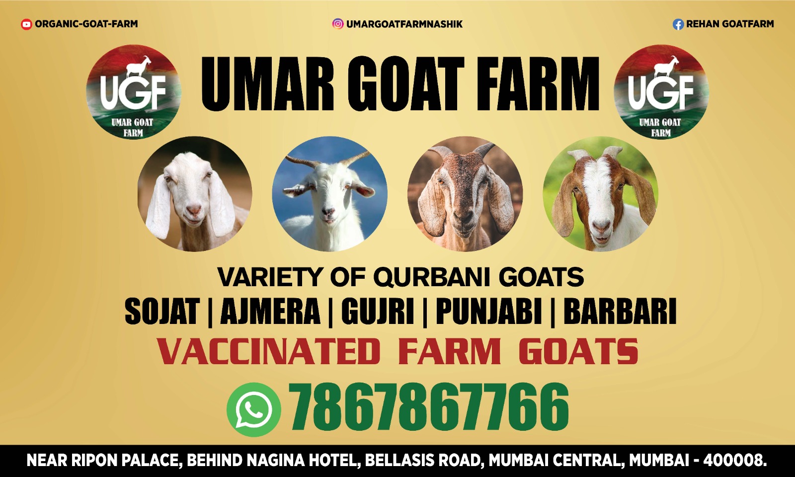 Umar Goat Farm (Mumbai) Variety of Qurbani Goats