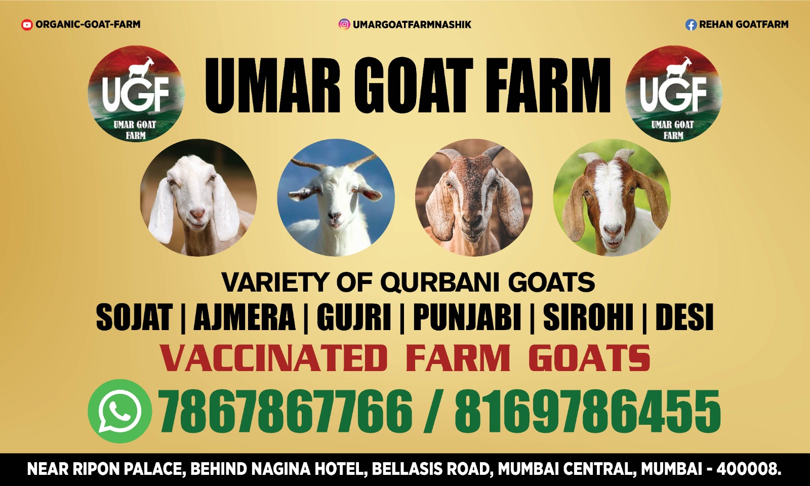 Welcome To Our Prestigious Umar Goat Farm, We Take Delight In Offering You A Variety Of Premium Goats For Sale At Umar Goat Farm
